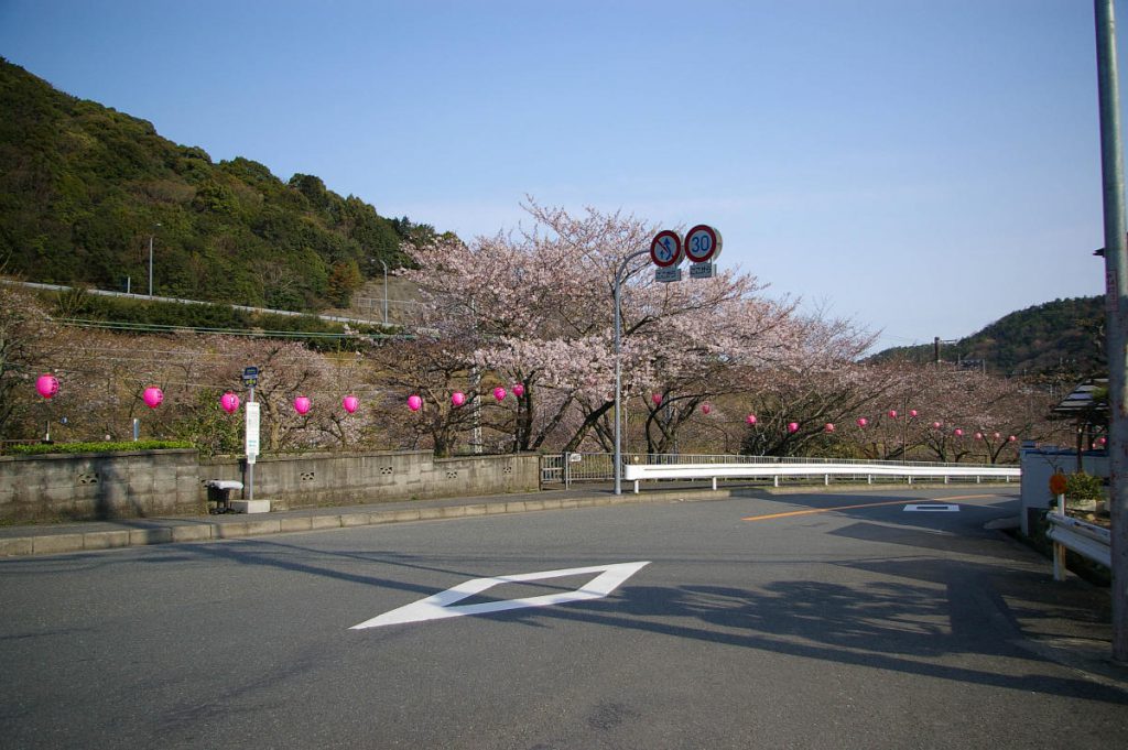 山中渓の町並みと桜風景