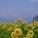 滋賀県守山市菜の花畑