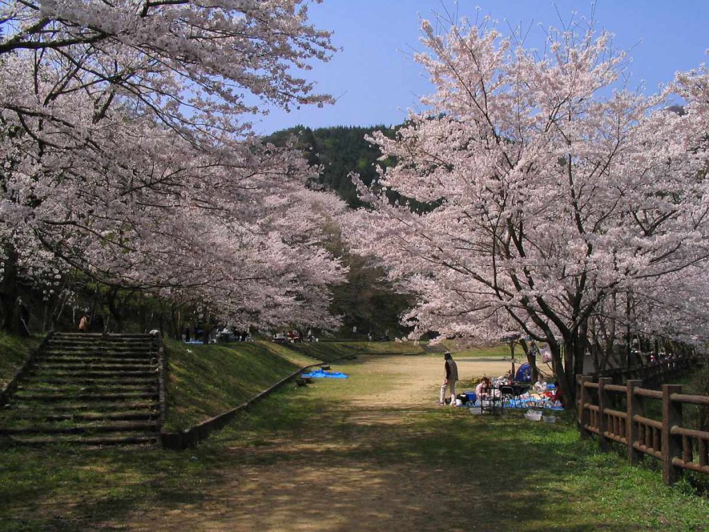 阪南市鳥取池緑地・桜の園