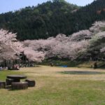 阪南市鳥取池緑地・桜の園