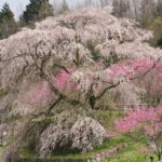 又兵衛桜　奈良県大宇陀