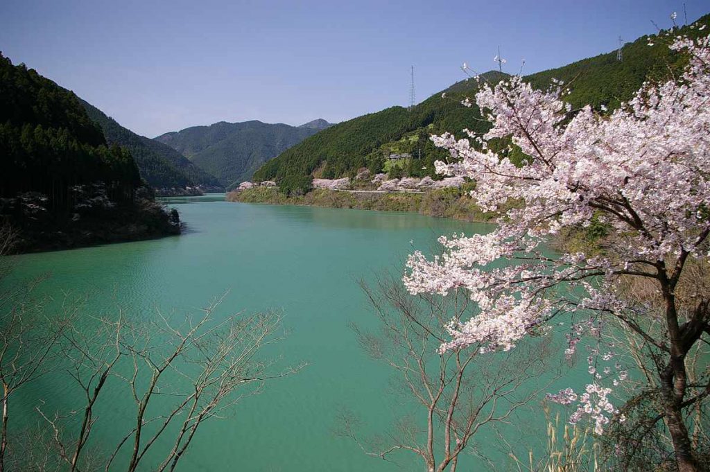 有田川・二川湖畔の桜