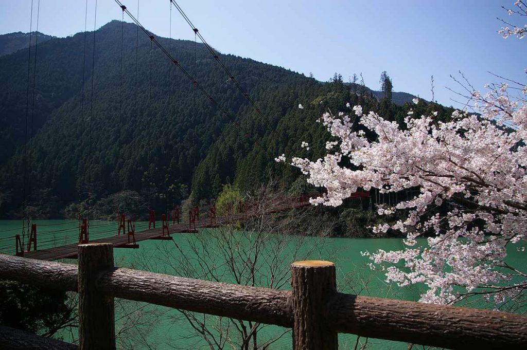有田川・二川湖畔の桜