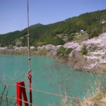 有田川・二川湖畔の桜