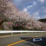 山中渓の桜