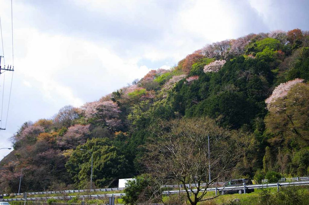 山中渓の桜