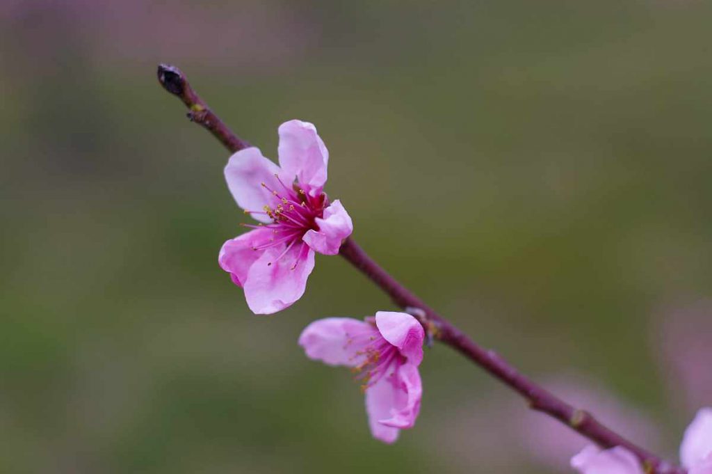 桃山町の桃の花