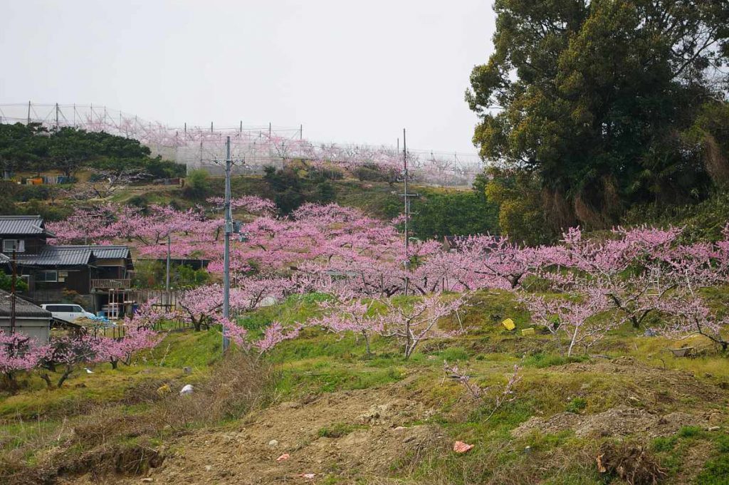 桃山町の桃の花