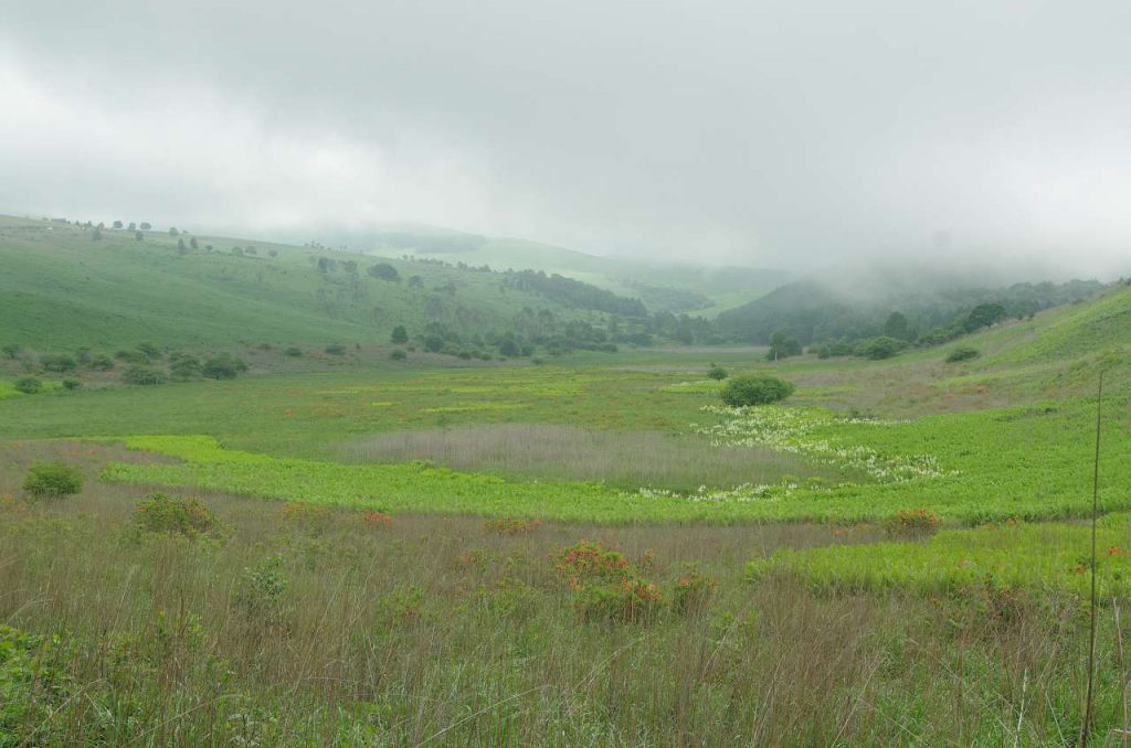 霧ヶ峰湿原植物群落の写真画像