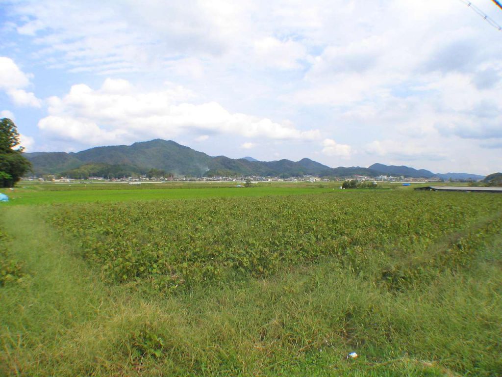 丹波篠山市黒豆の畑の写真画像