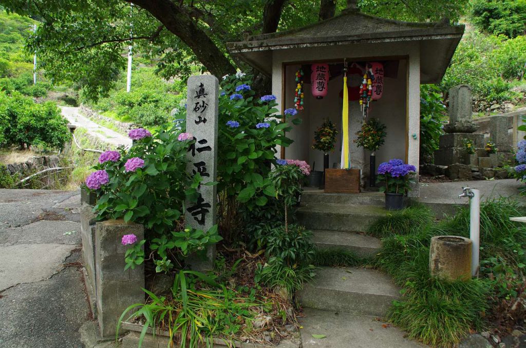 有田市-仁平寺の紫陽花(アジサイ)の写真画像