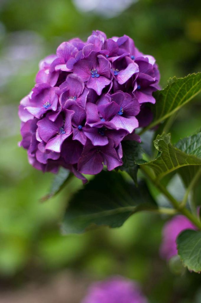 仁平寺の紫陽花(アジサイ)の写真画像