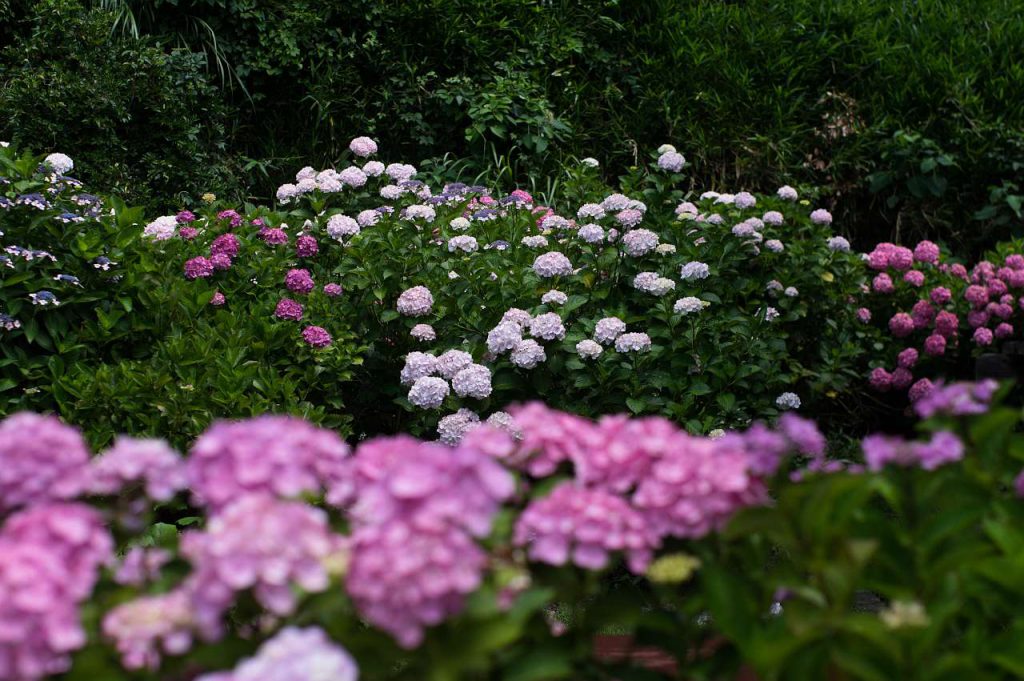長保寺の紫陽花の写真画像