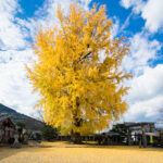 丹生酒殿神社の大イチョウの紅葉