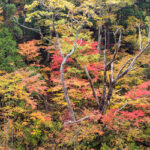 天生峠の紅葉