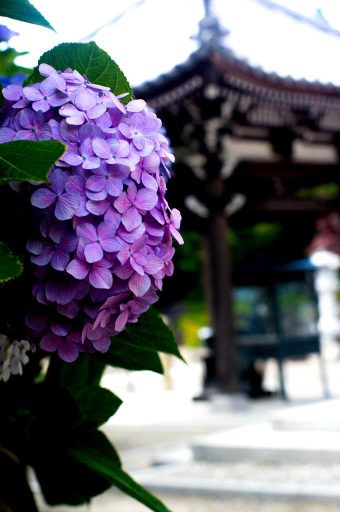 長慶寺の紫陽花