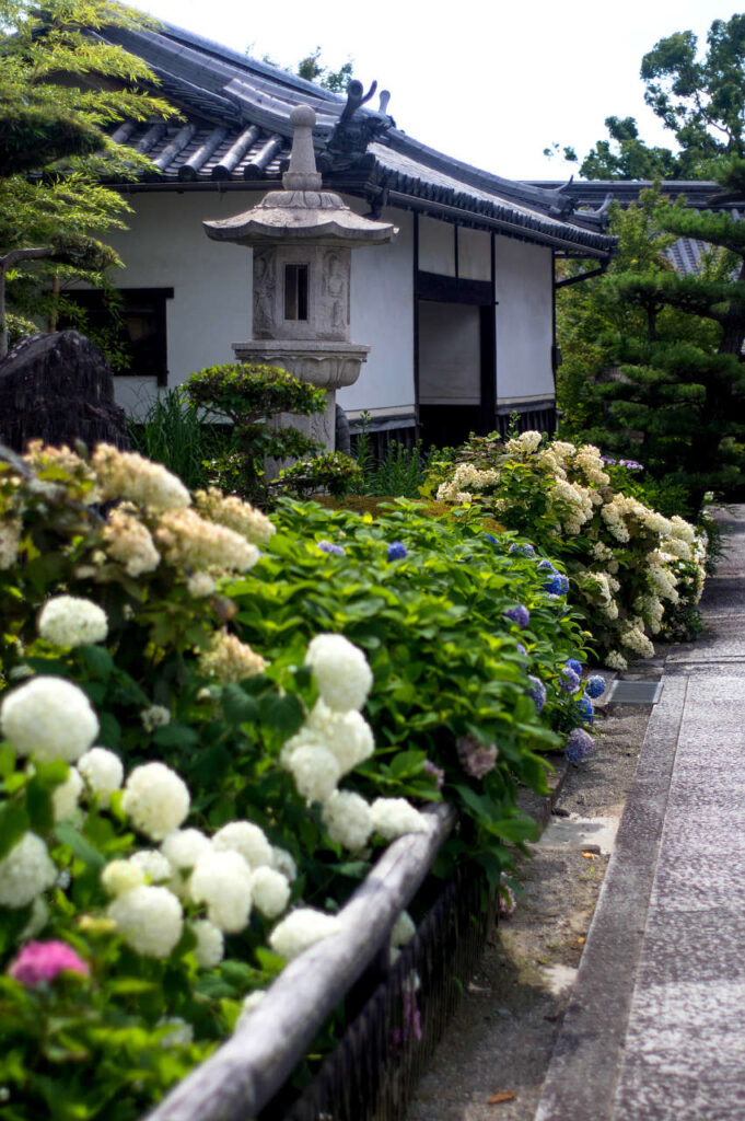 長慶寺の紫陽花