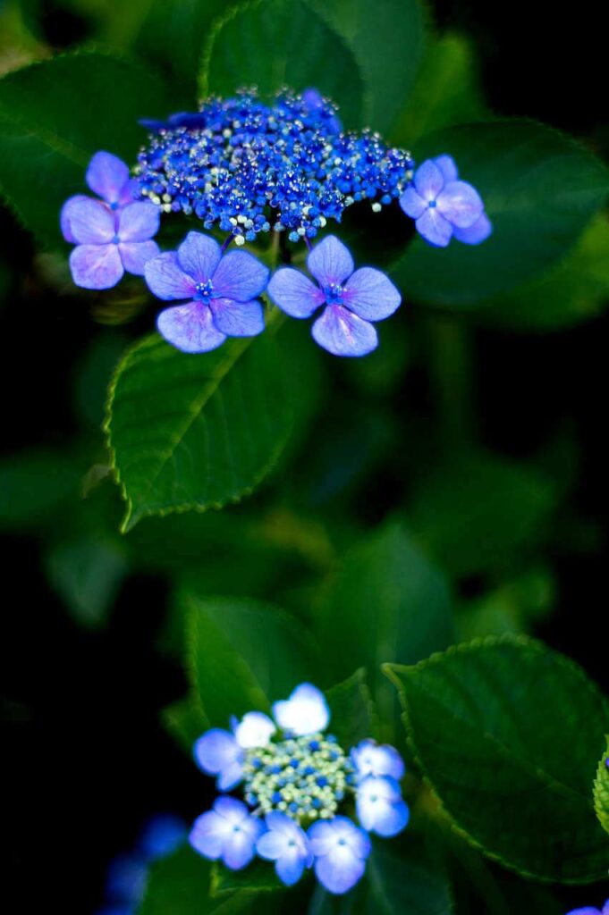 長慶寺の紫陽花