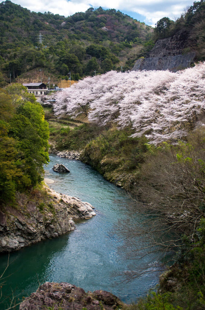 有田川、明恵峡温泉下の桜