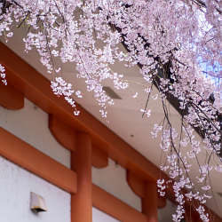 道成寺の桜