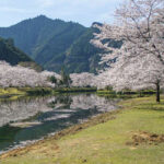 池原ダム　下北山スポーツ公園の桜　2021