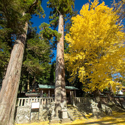 賀茂神社のイチョウの紅葉とスギ