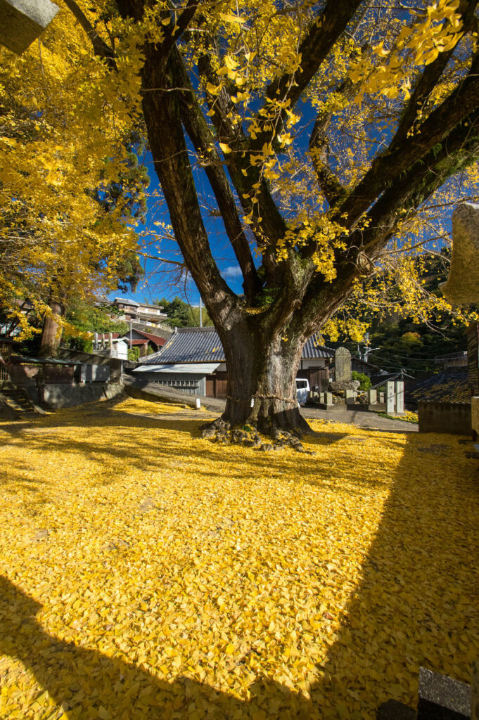 賀茂神社のイチョウの紅葉とスギ