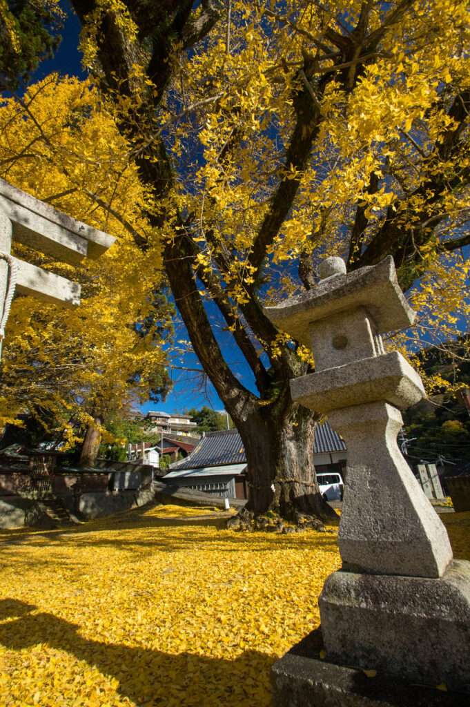 賀茂神社のイチョウの紅葉とスギ