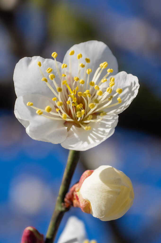 紀の川沿いの梅の花