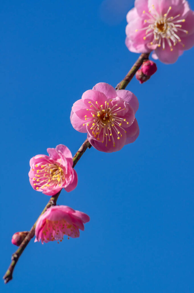 奥みなべ梅林　受領の里