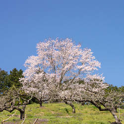 橋本で見つけた丘の上の桜