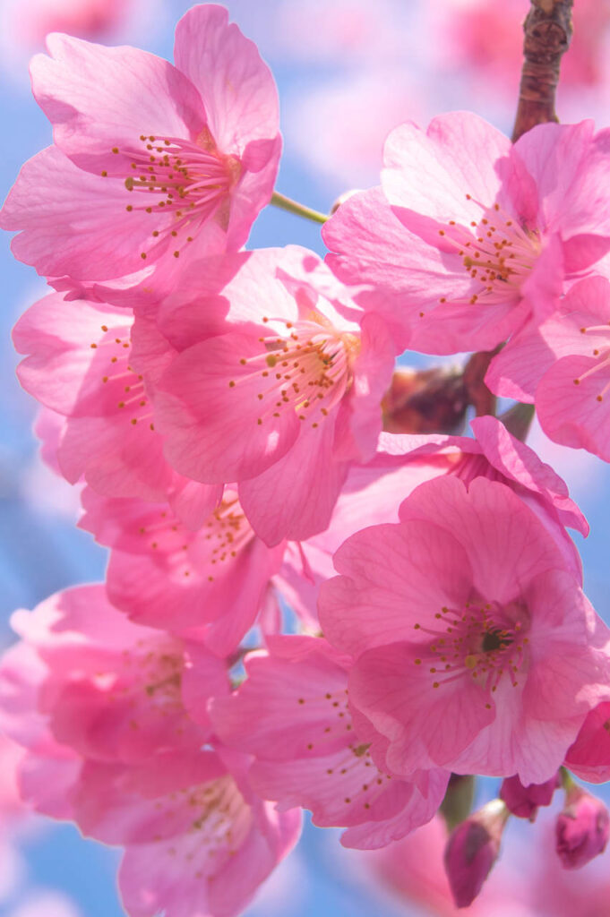 橋本で見つけた丘の上の桜