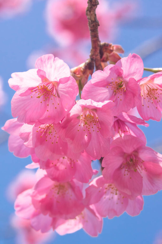 橋本で見つけた丘の上の桜