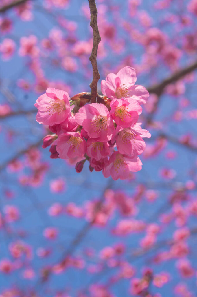 橋本で見つけた丘の上の桜