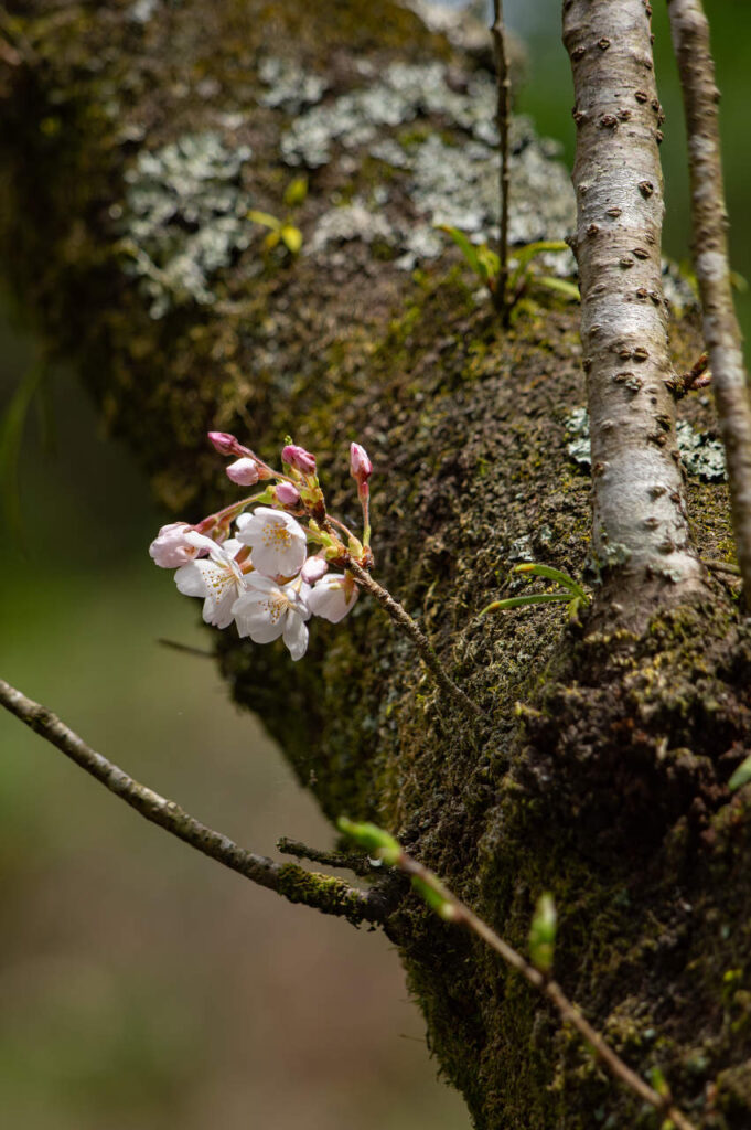 胴吹き桜とシャクナゲ(石楠花)