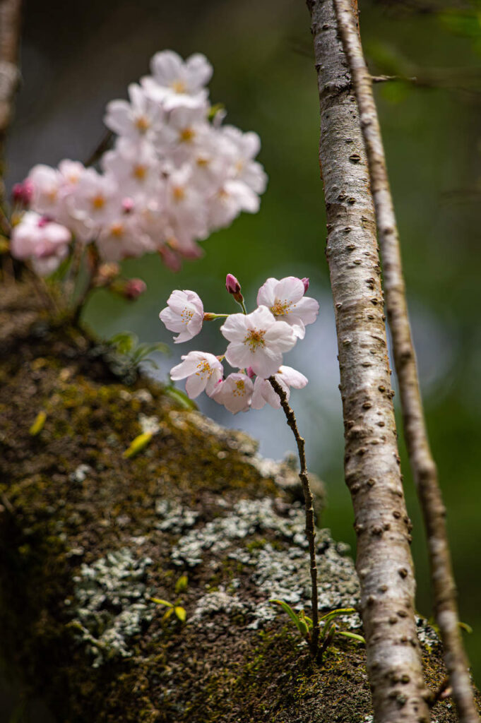 胴吹き桜とシャクナゲ(石楠花)