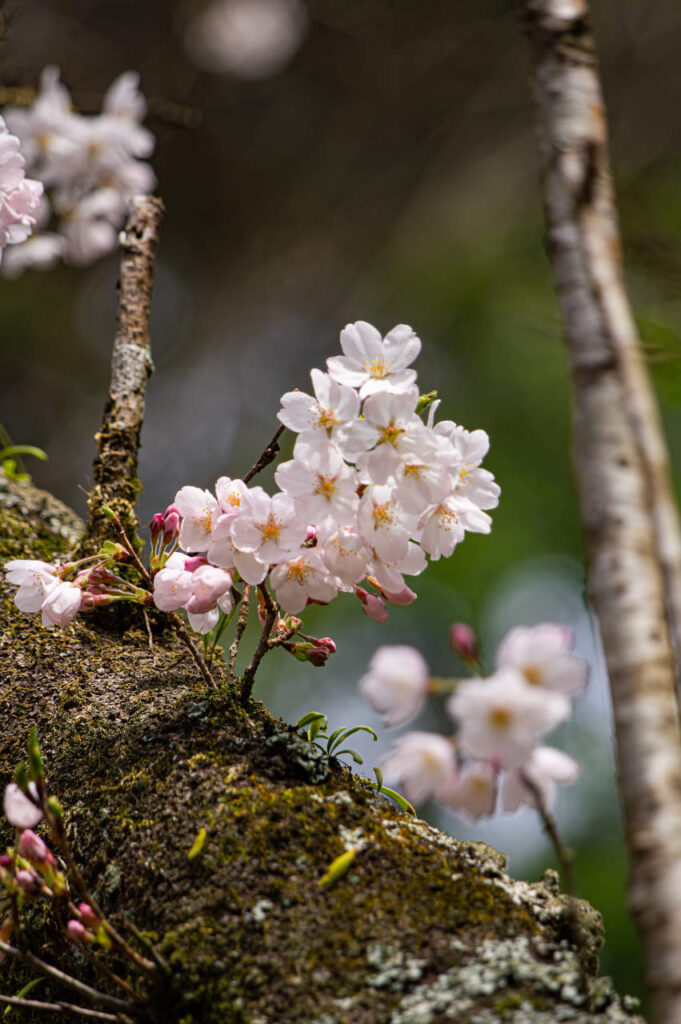 胴吹き桜とシャクナゲ(石楠花)