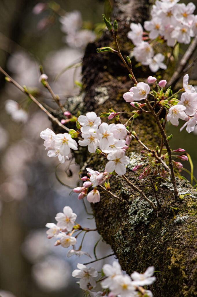 胴吹き桜とシャクナゲ(石楠花)