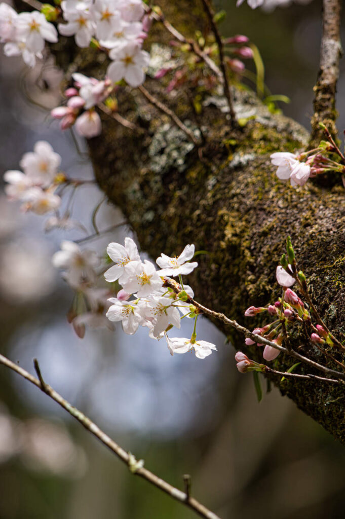 胴吹き桜とシャクナゲ(石楠花)