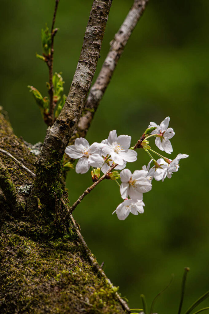 胴吹き桜とシャクナゲ(石楠花)