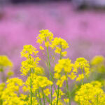 桃山町の桃の花と菜の花