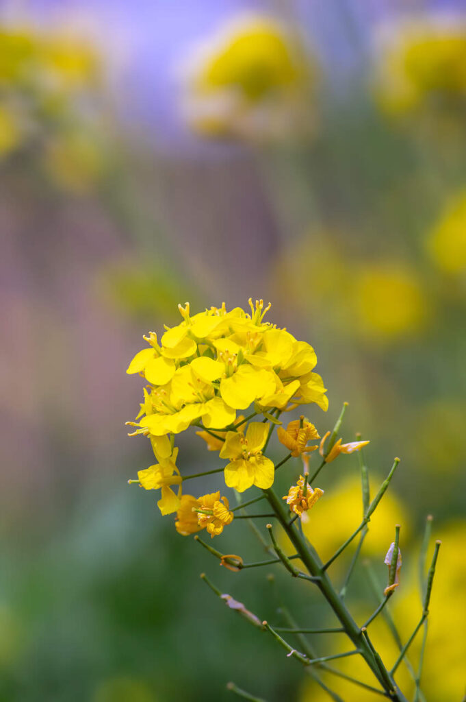 桃山町の桃の花と菜の花