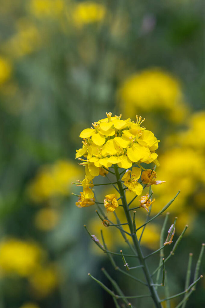 桃山町の桃の花と菜の花