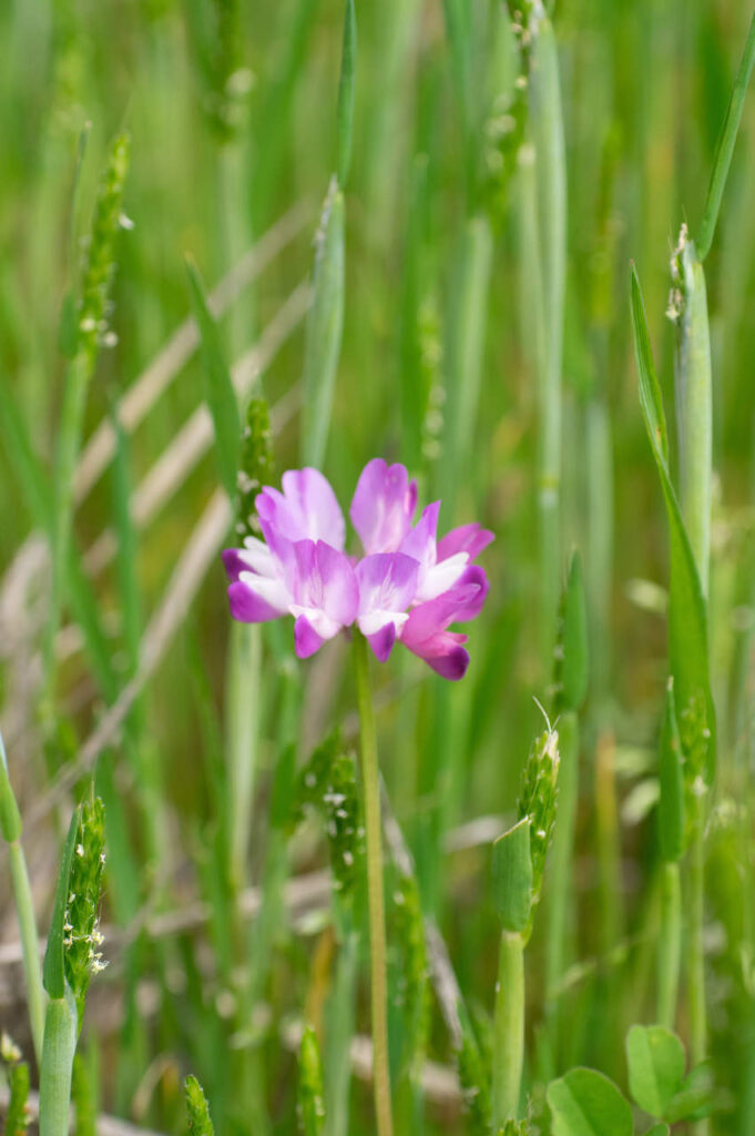 貴志川の蓮華草