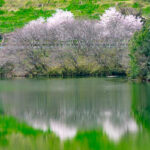 五條市西吉野町　一の木ダムの桜