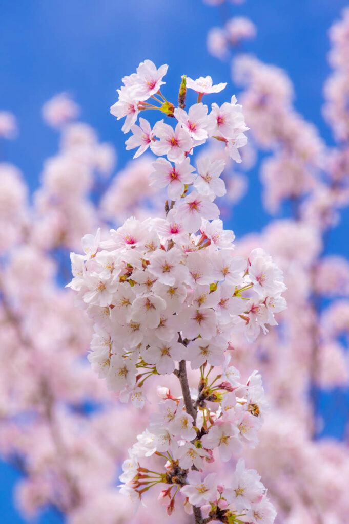 下津で通りがかりの桜