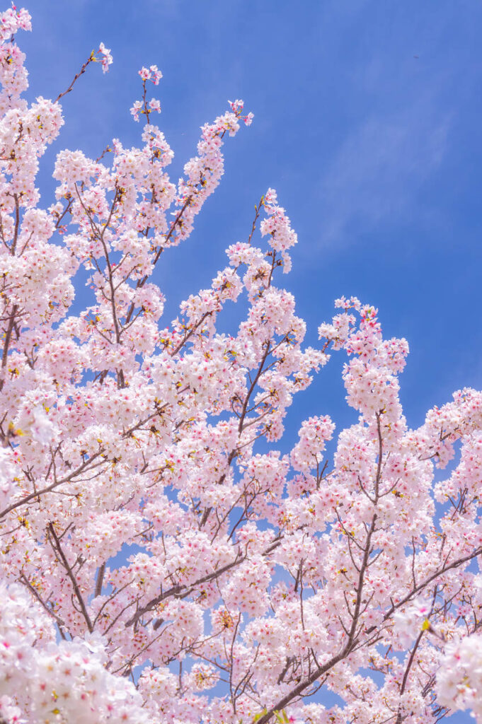 下津で通りがかりの桜