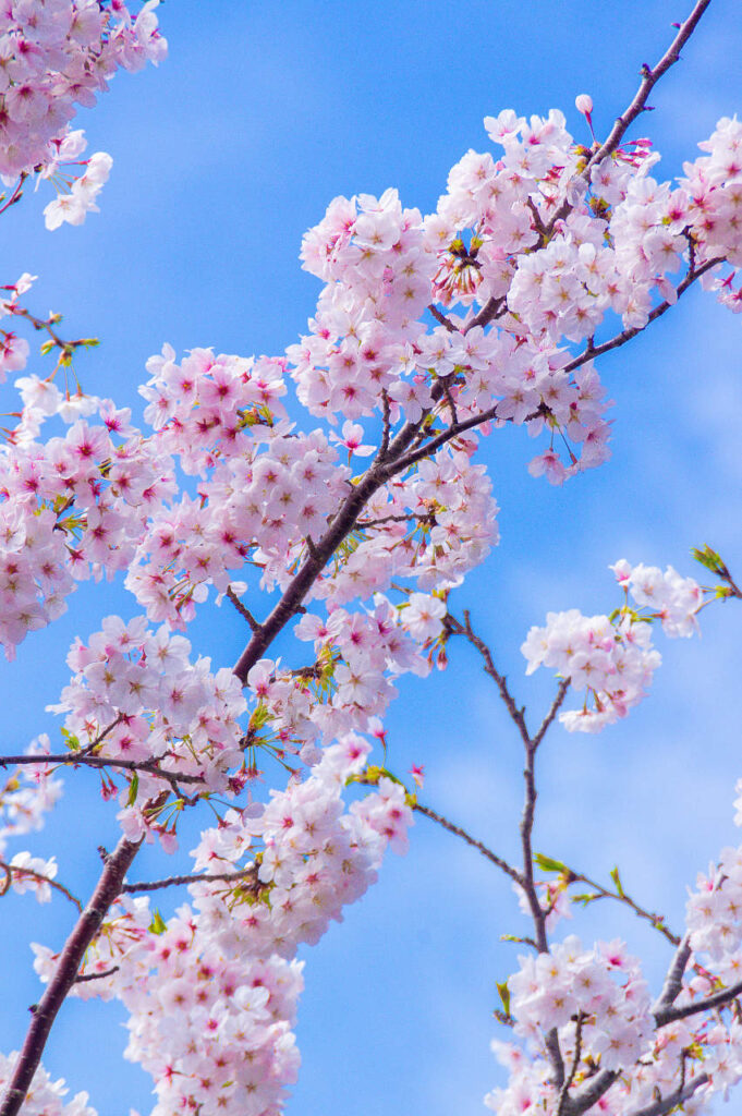 下津で通りがかりの桜