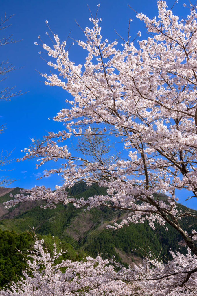 道の駅 吉野路大塔前の桜