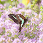 和歌山県植物公園 緑花センター